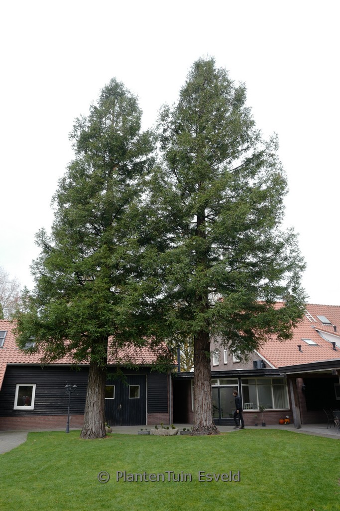 Sequoia sempervirens ‚Martin‘