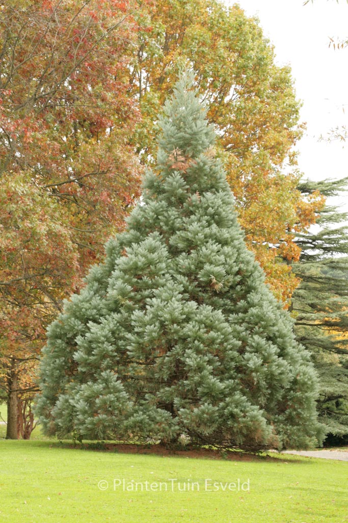 Sequoiadendron giganteum ‚Glaucum‘
