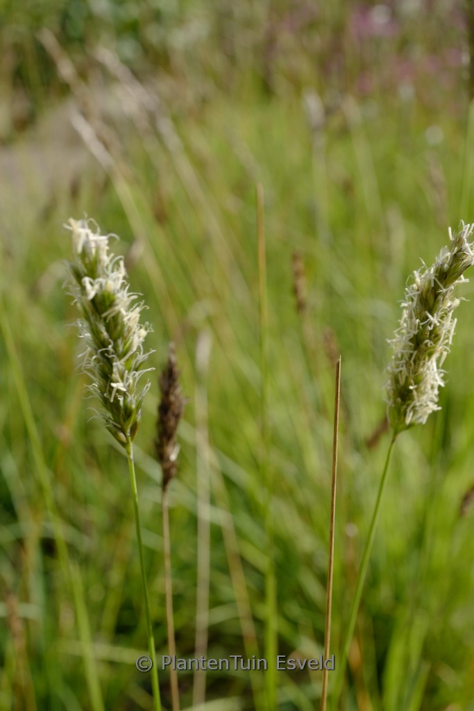 Sesleria argentea