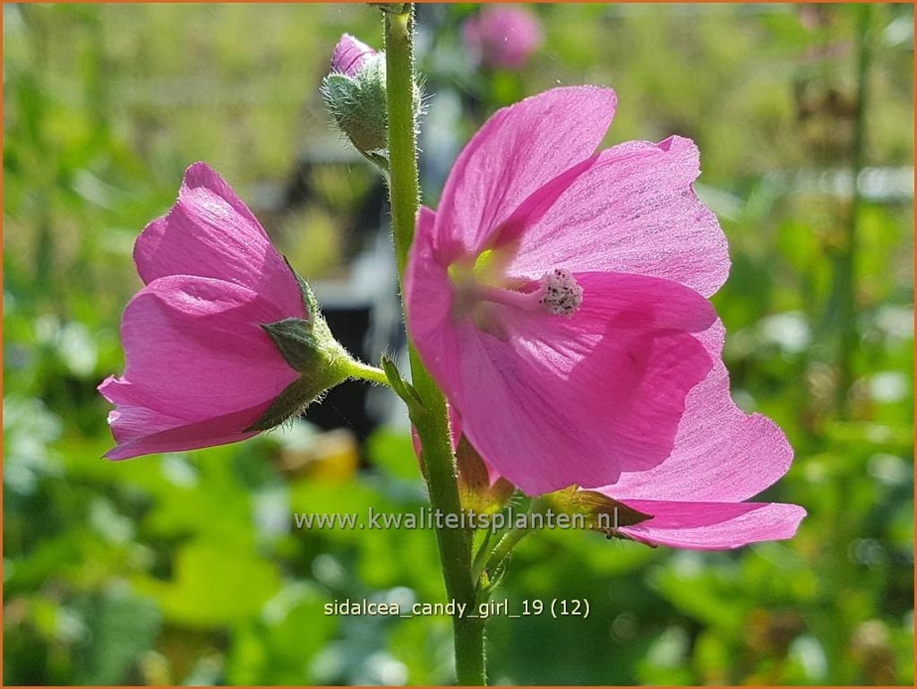 Sidalcea ‚Candy Girl‘