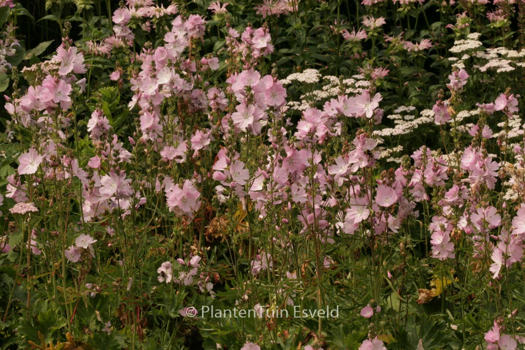 Sidalcea ‚Elsie Heugh‘