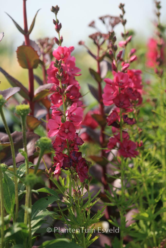 Sidalcea oregana ‚Brilliant‘