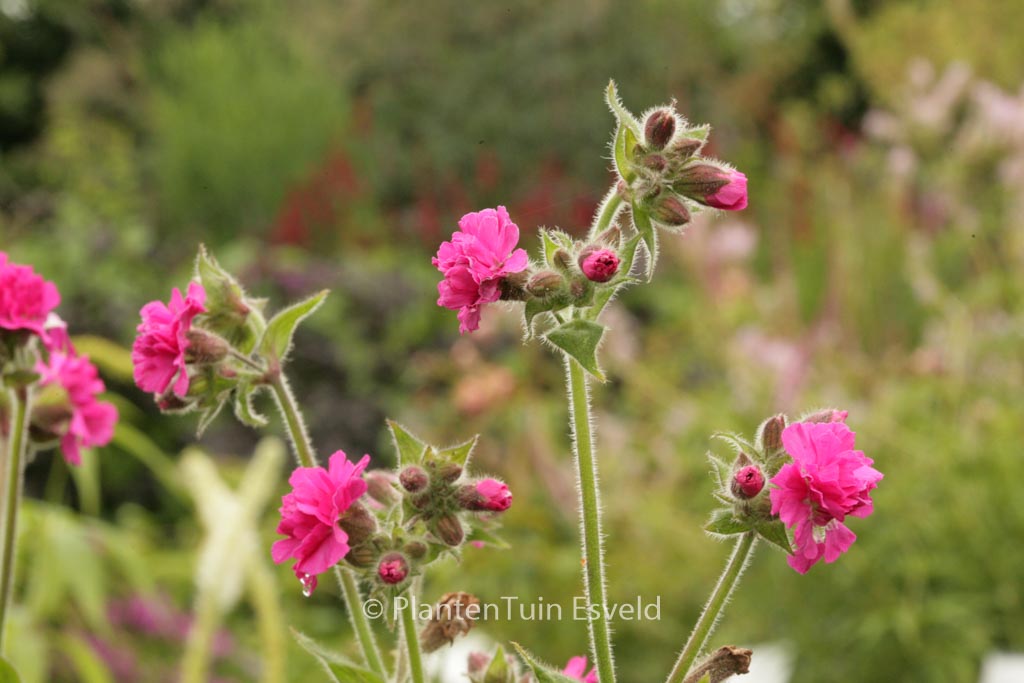 Silene ‚Firefly‘
