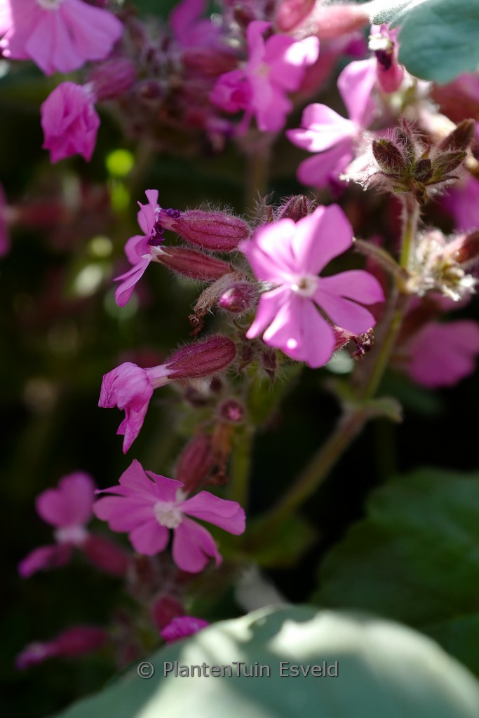 Silene ‚Rolly’s Favorite‘
