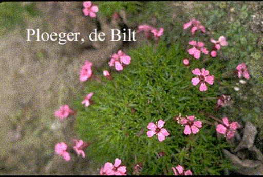 Silene acaulis ‚Floribunda‘