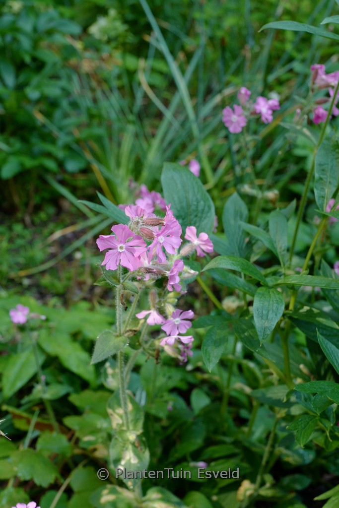 Silene dioica ‚Minikin‘