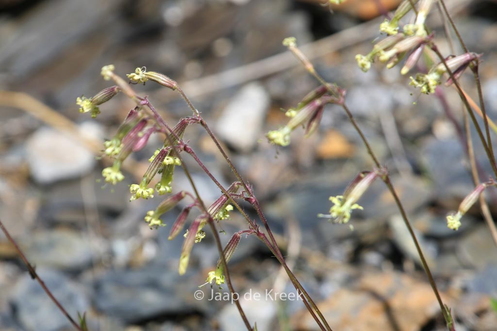 Silene nutans