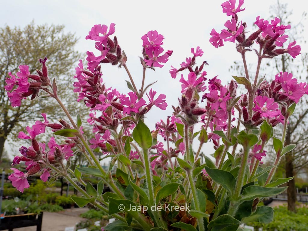 Silene rupestris ‚Rollies Favorite‘