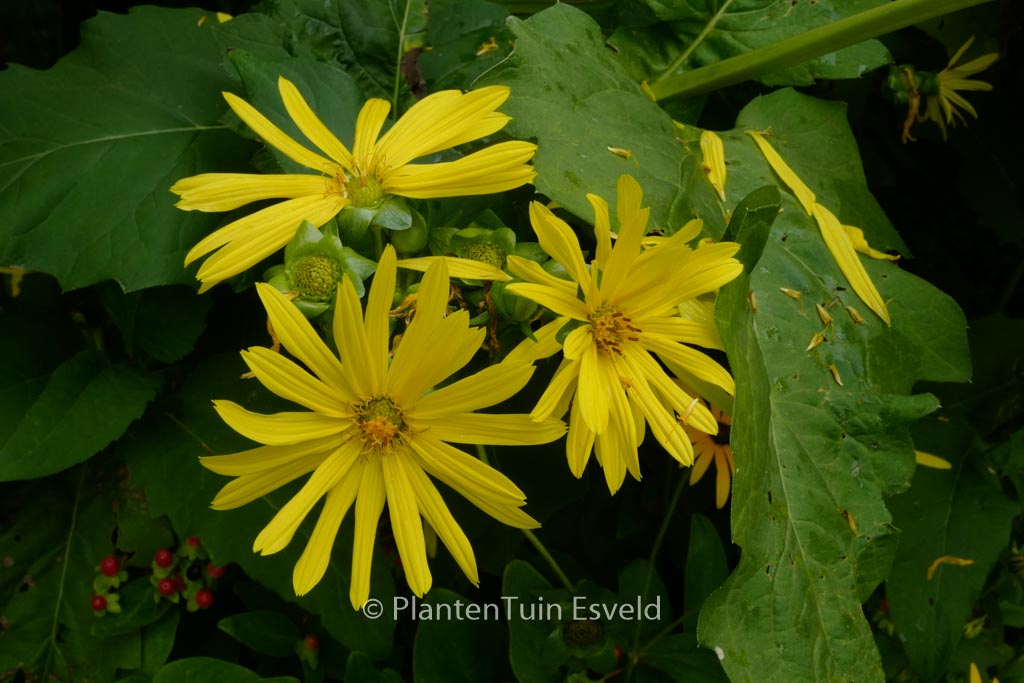 Silphium perfoliatum