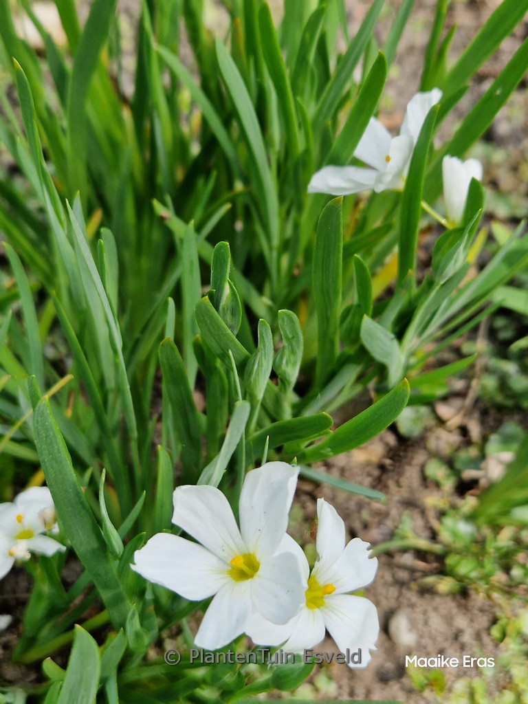 Sisyrinchium ‚Iceberg‘