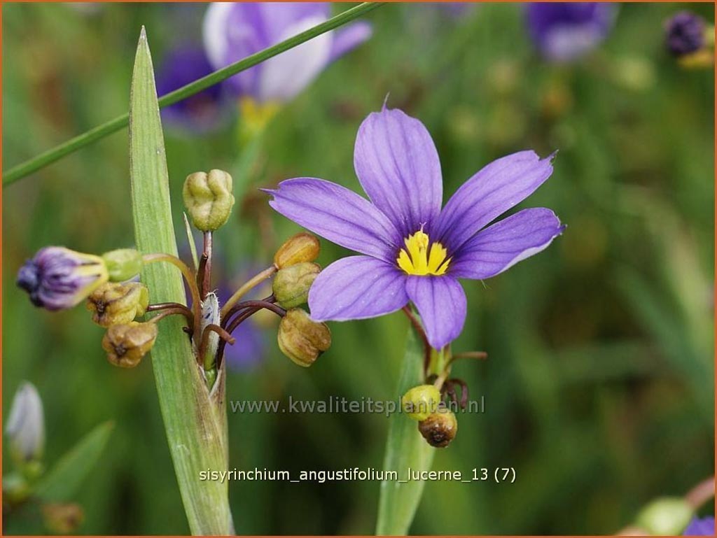 Sisyrinchium angustifolium ‚Lucerne‘