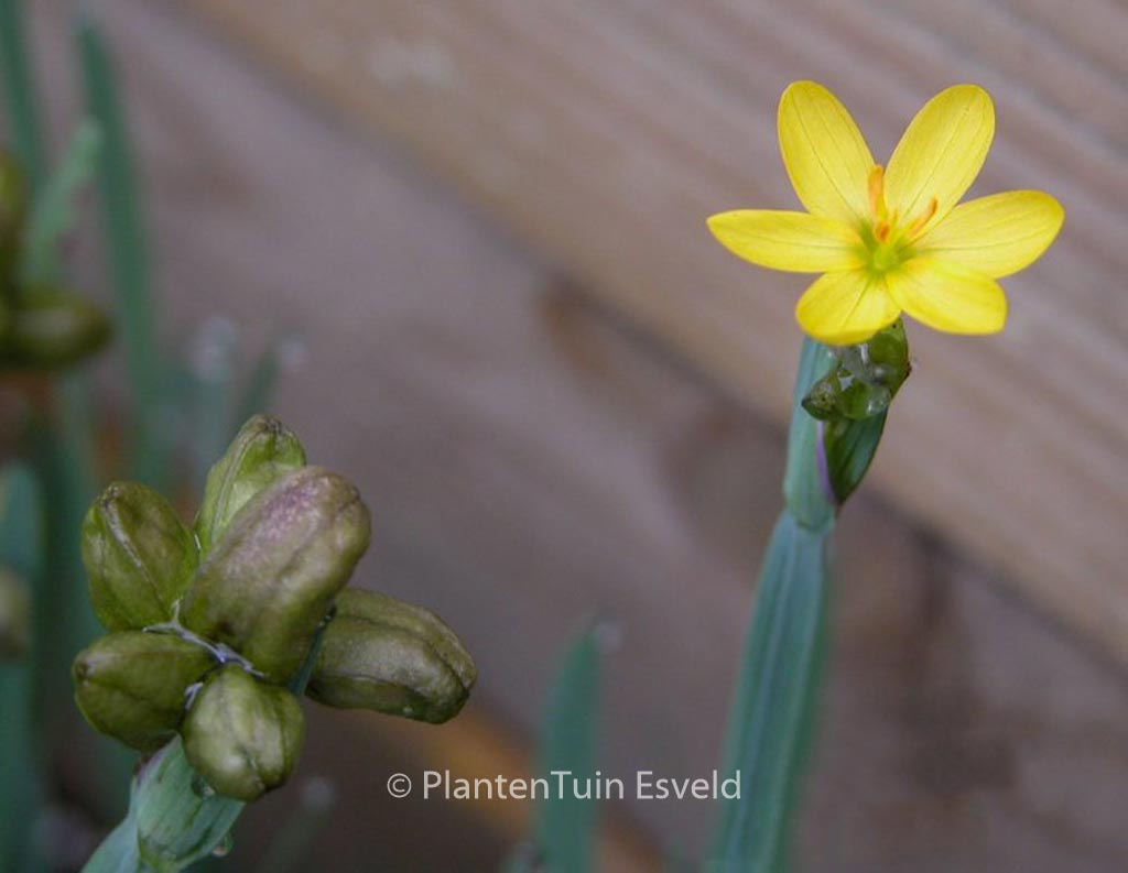 Sisyrinchium californicum