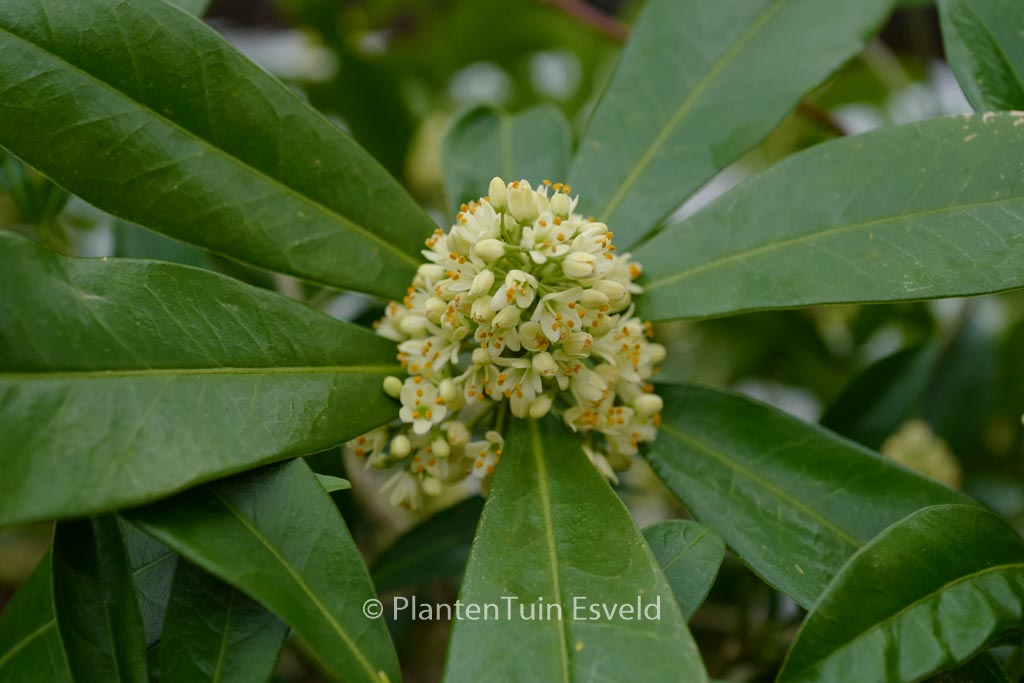 Skimmia confusa ‚Kew Green‘