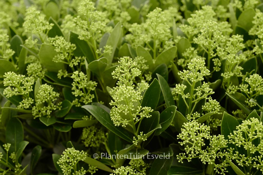 Skimmia japonica ‚Finchy‘