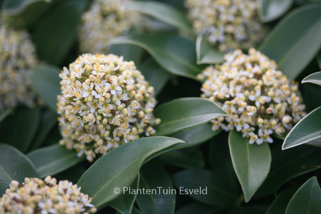 Skimmia japonica ‚Fragrant Cloud‘