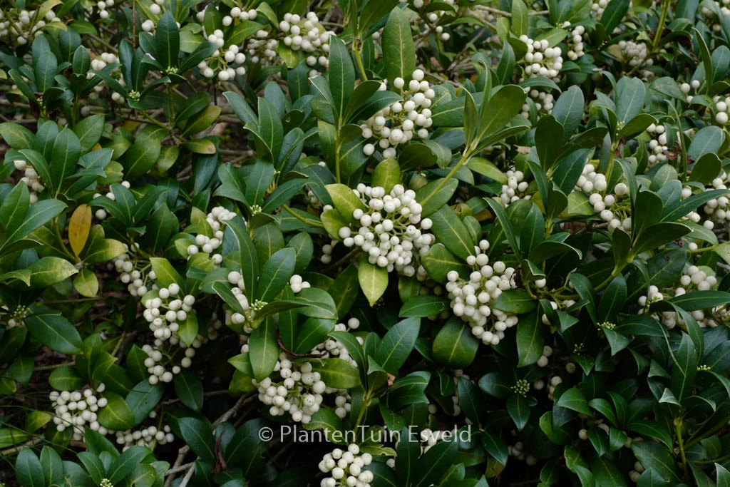 Skimmia japonica ‚Kew White‘