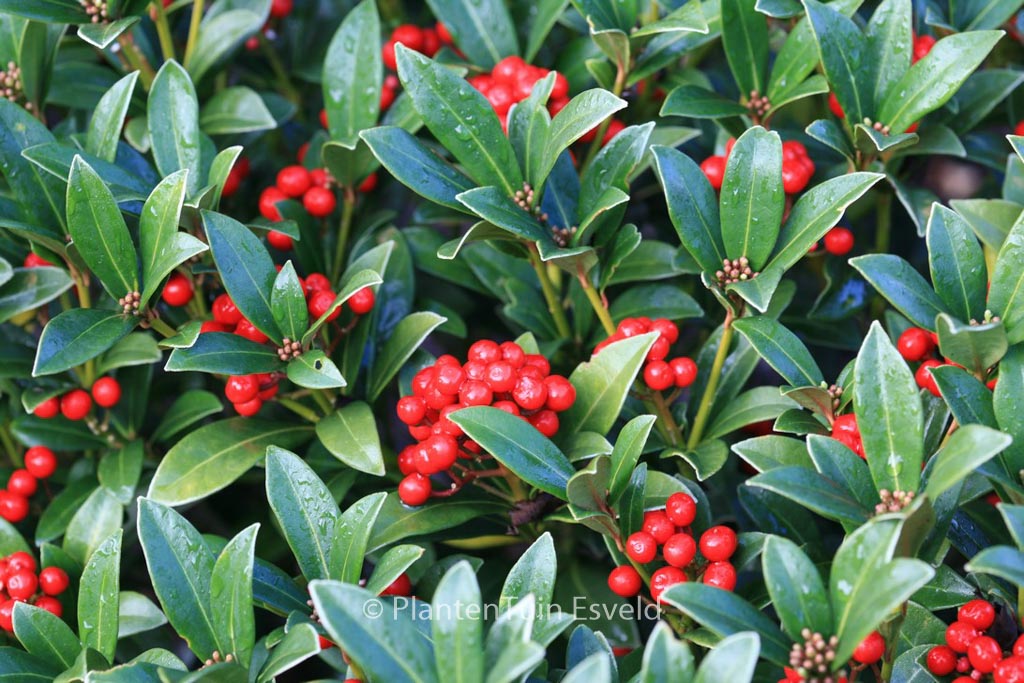 Skimmia japonica ‚Nymans‘