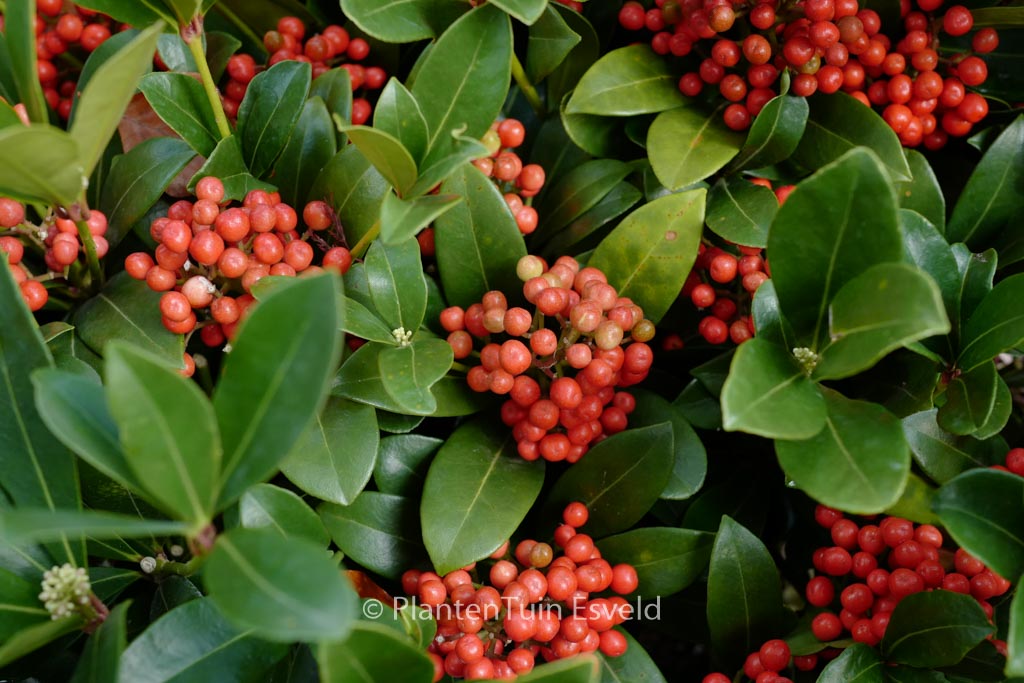 Skimmia japonica ‚Temptation‘