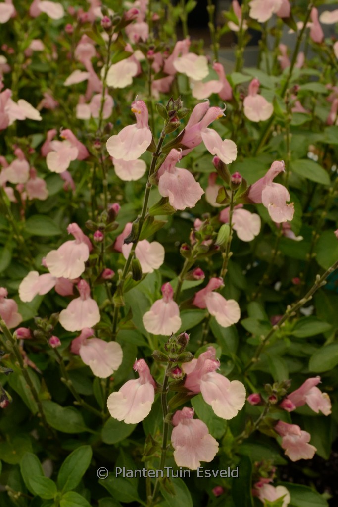 Slavia jamensis ‚Kolmarigra‘ (Magical Rio Grande)