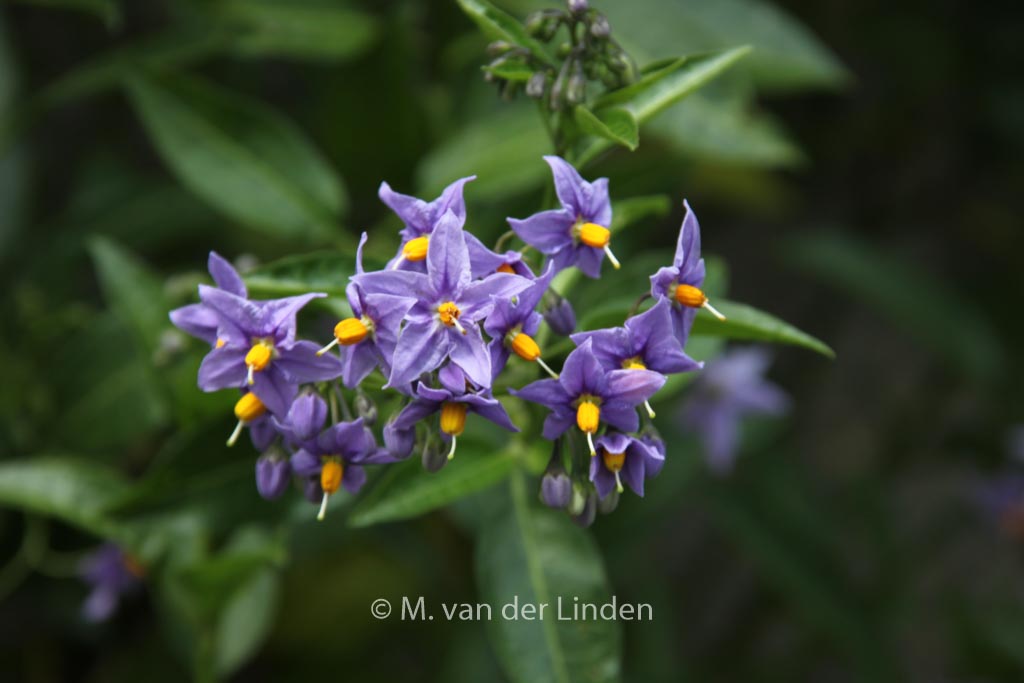 Solanum crispum ‚Glasnevin‘