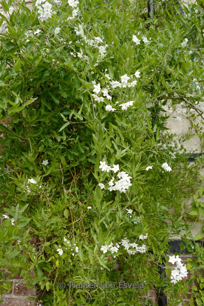 Solanum jasminioides ‚Albiflorum‘