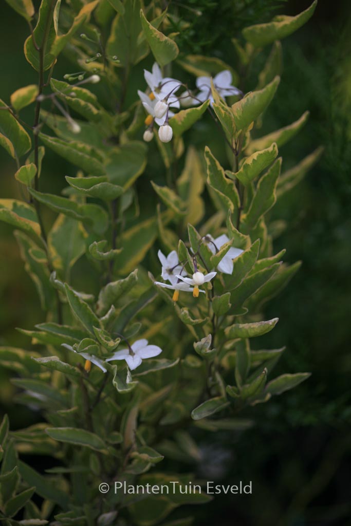 Solanum jasminoides ‚Aureovariegatum‘