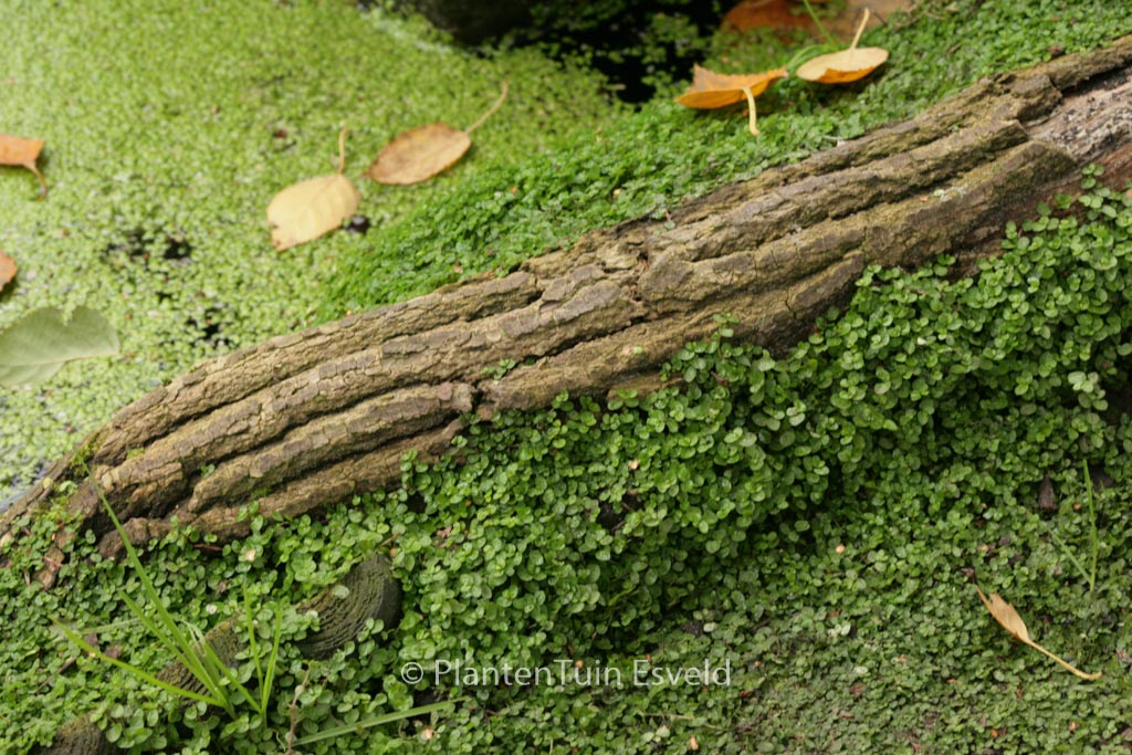 Soleirolia soleirolii