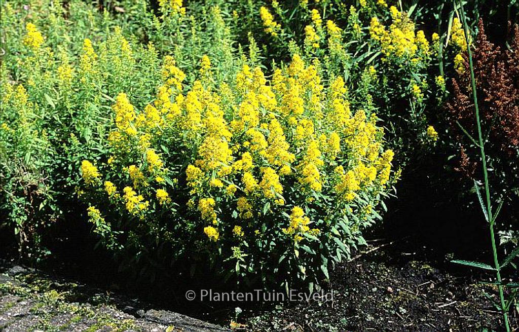 Solidago ‚Ducky‘