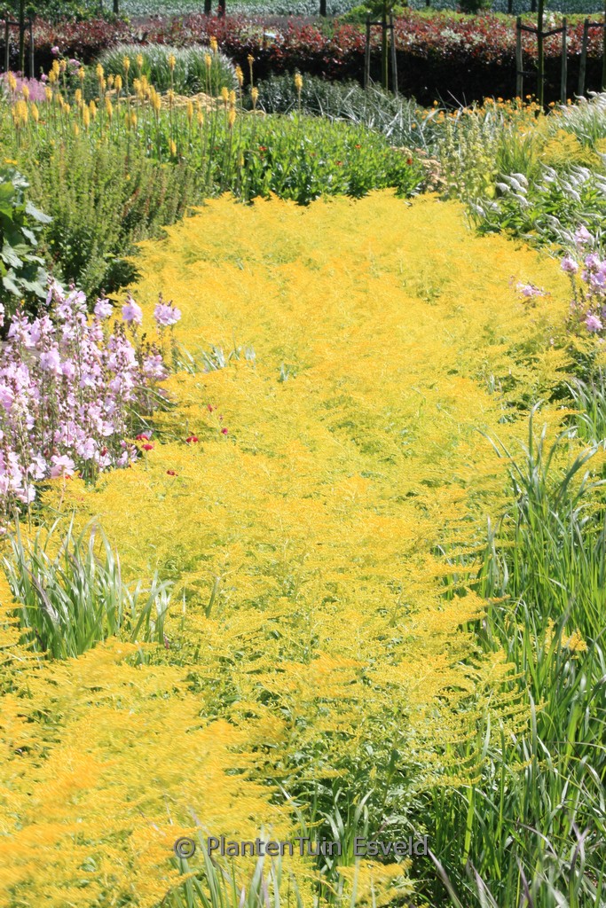 Solidago ‚Golden Mosa‘