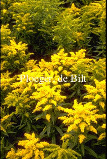 Solidago ‚Goldkind‘ (GOLDEN BABY)