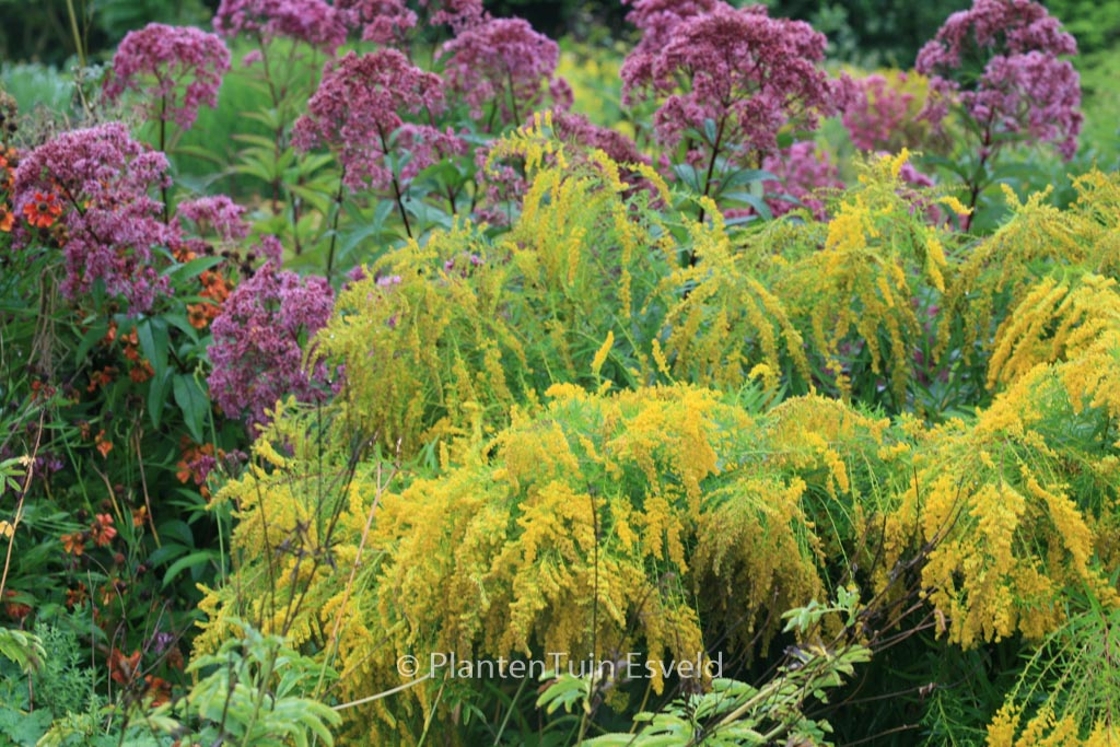 Solidago ‚Laurin‘