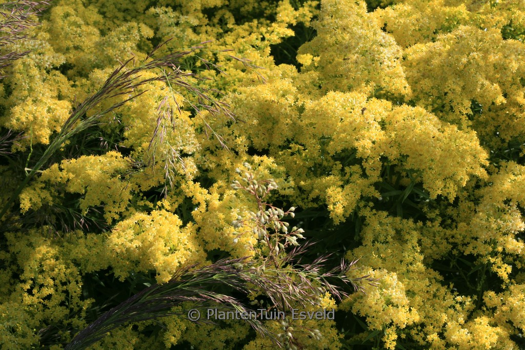 Solidago ‚Loysder Crown‘
