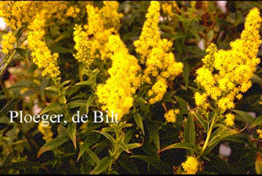 Solidago ‚Praecox‘