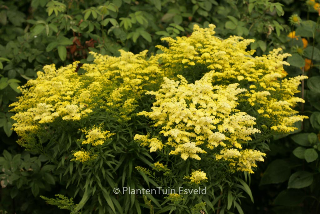 Solidago ‚Strahlenkrone‘