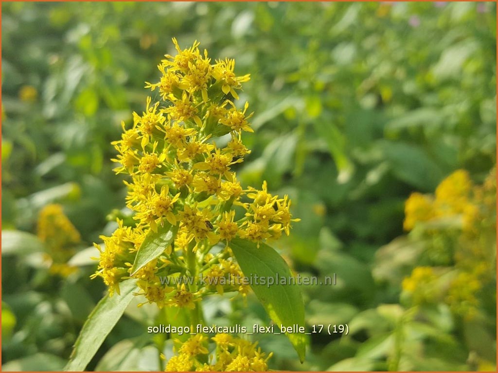 Solidago flexicaulis ‚Flexi Belle‘