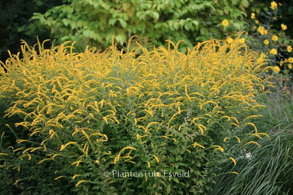 Solidago rugosa ‚Fireworks‘