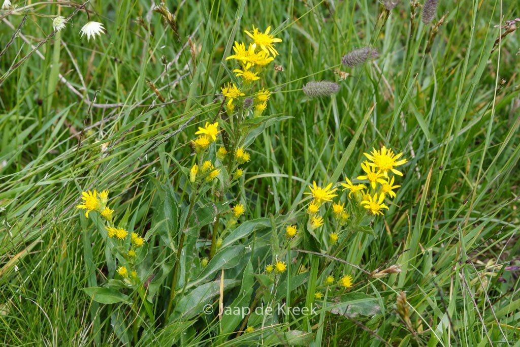 Solidago virgaurea