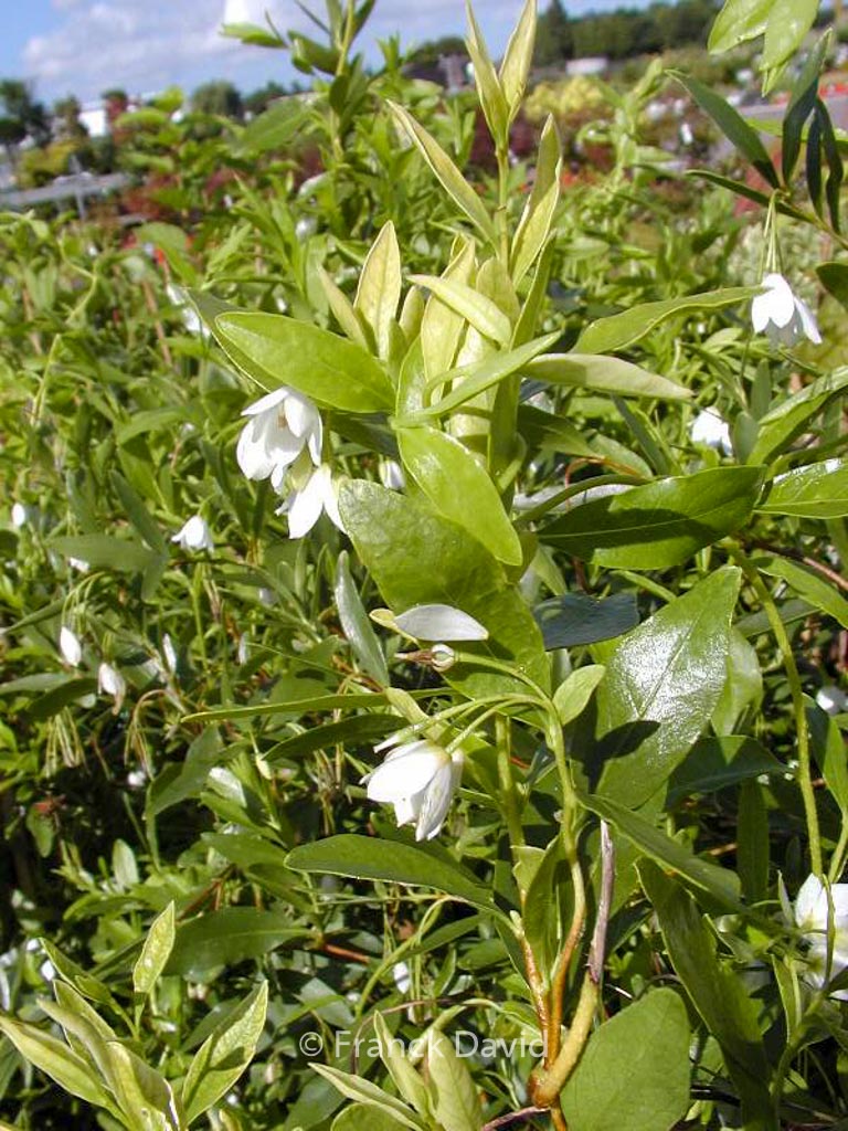 Sollya heterophylla ‚White Bells‘