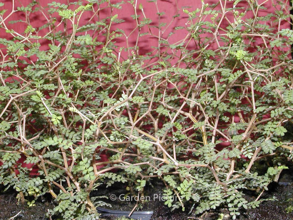 Sophora ‚Little Baby‘