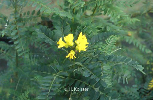 Sophora macrocarpa