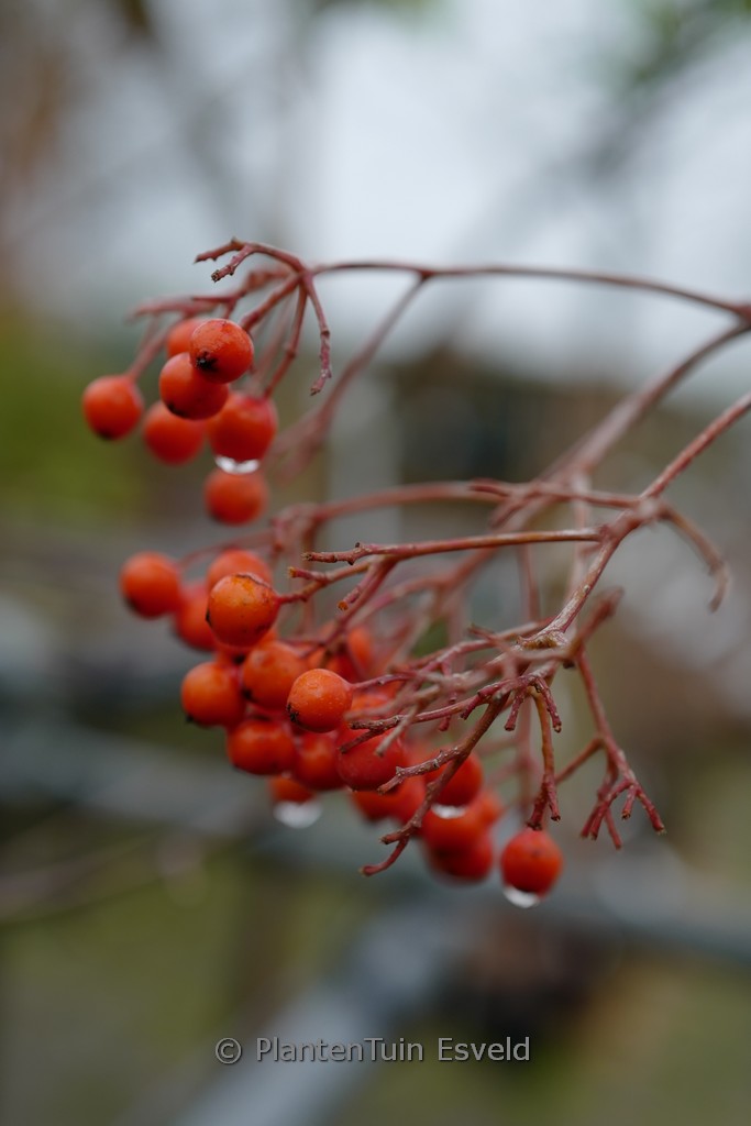 Sorbus ‚Copper Kettle‘