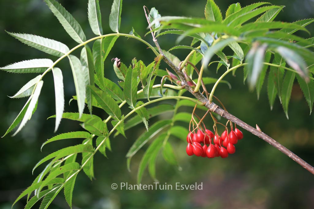 Sorbus ‚Dodong‘