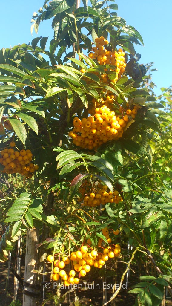 Sorbus ‚Flanrock‘ (AUTUMN SPIRE)