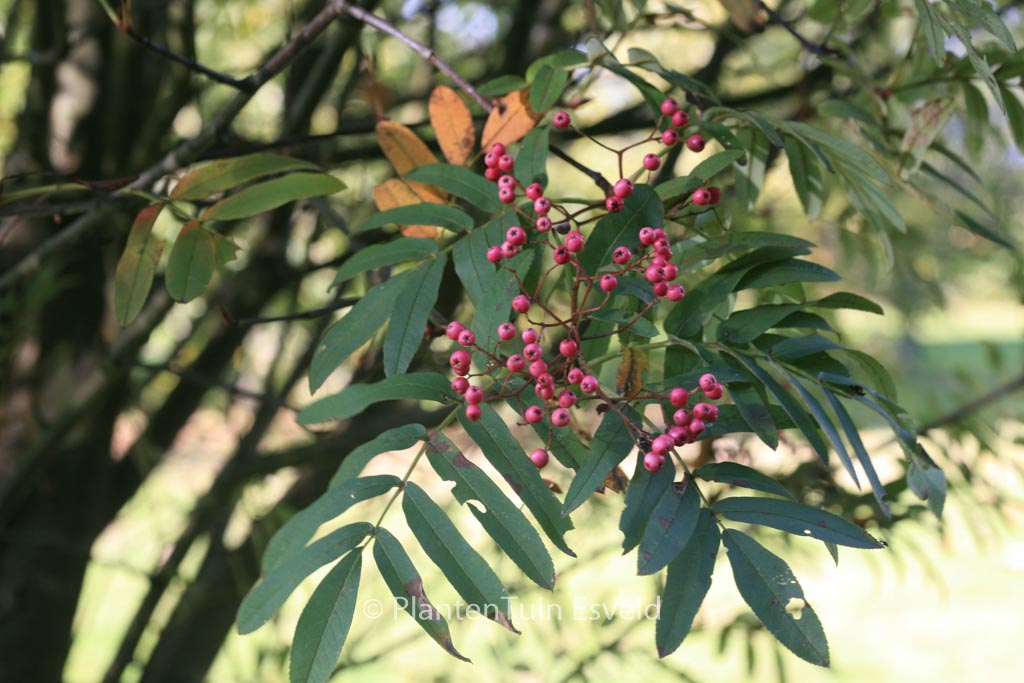 Sorbus ‚Leonard Messel‘