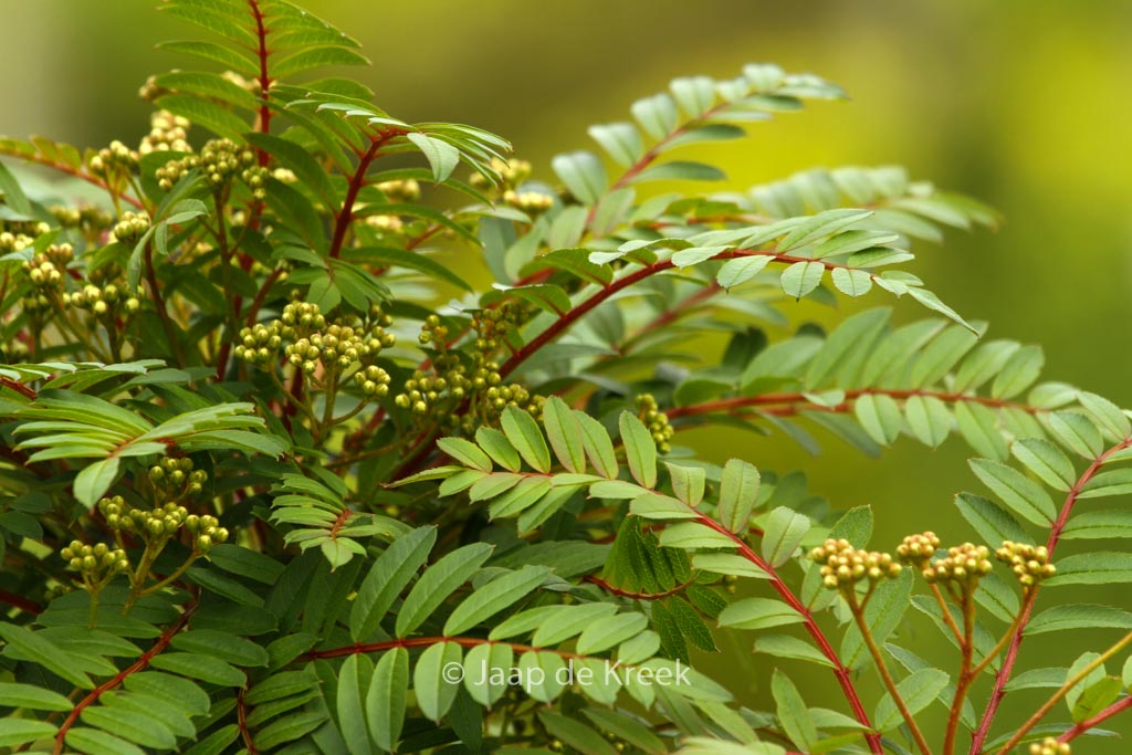 Sorbus ‚Purple Magic‘
