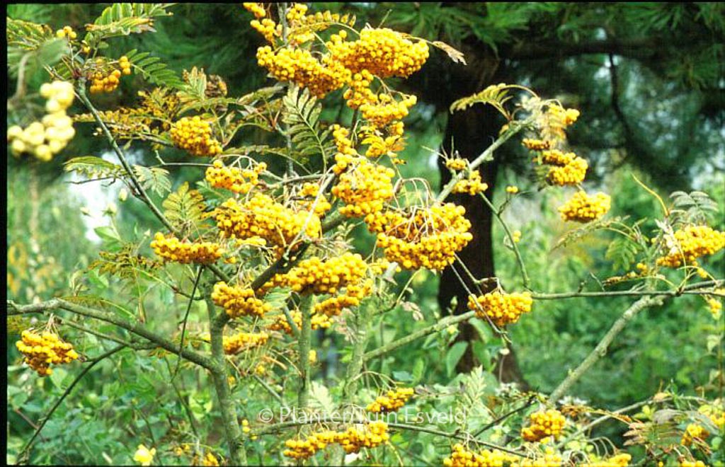 Sorbus ‚Sunshine‘