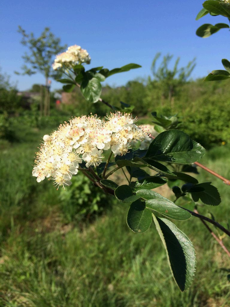 Sorbus ‚Titan‘