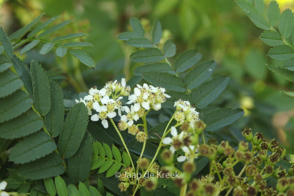 Sorbus ‚White Magic‘