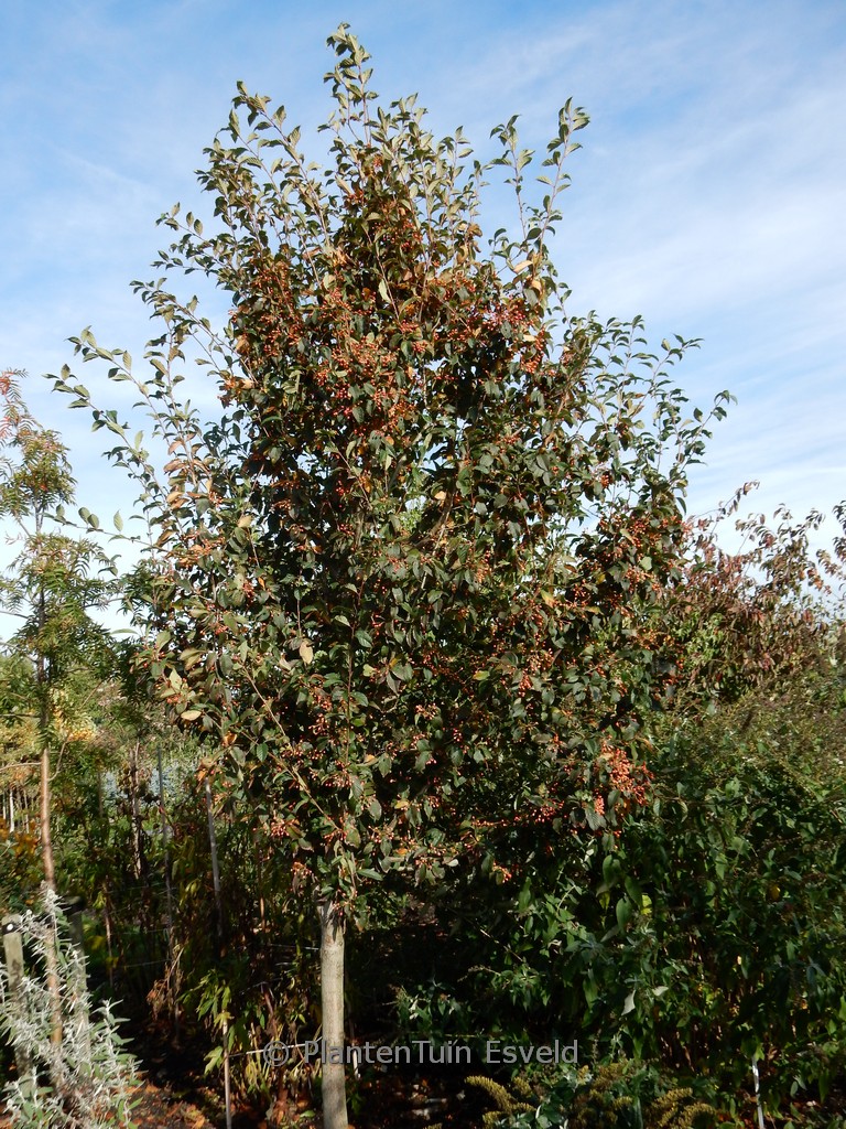 Sorbus alnifolia ‚Red Bird‘