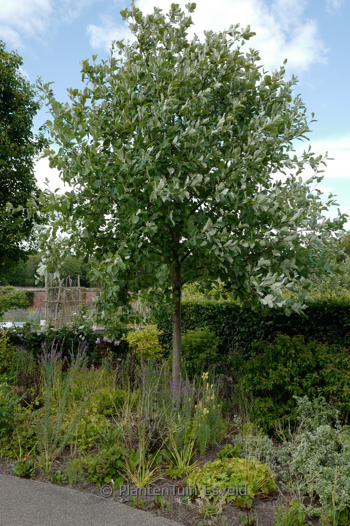 Sorbus aria ‚Lutescens‘